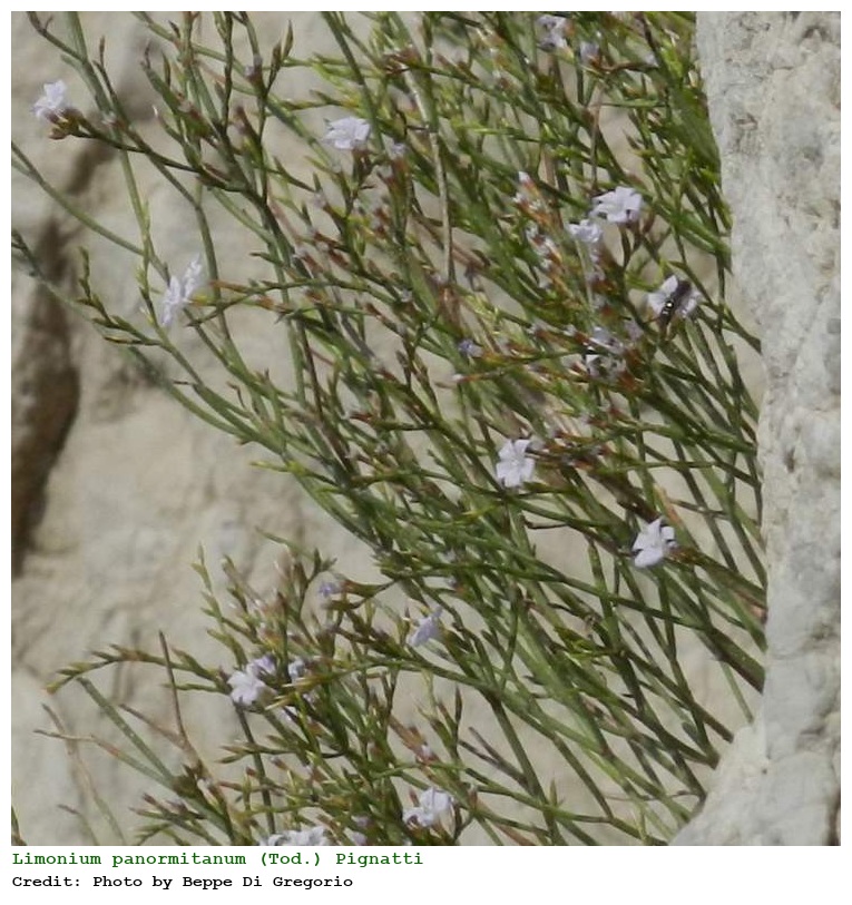 Limonium panormitanum (Tod.) Pignatti